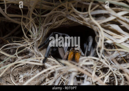 Carolina Wolf Spider, Hogna carolinensis, im Burrow Stockfoto