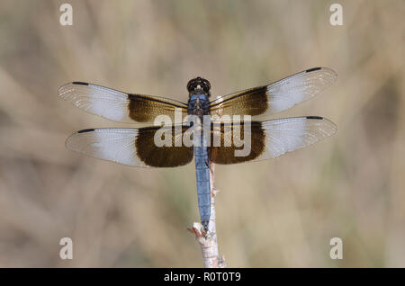 Witwe Skimmer, Libellula luctuosa, männlich Stockfoto