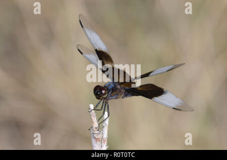 Witwe Skimmer, Libellula luctuosa, männlich Stockfoto