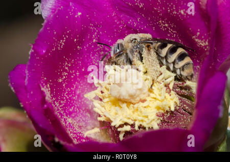 Cactus Biene, Diadasia sp., in cholla, Cylindropuntia imbricata, Blossom Stockfoto