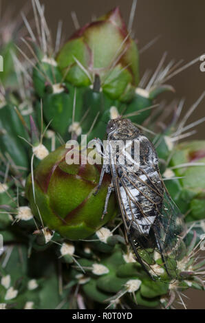 Gemeinsame Cactus Dodger, Cacama valvata, auf cholla thront, Cylindropuntia imbricata Stockfoto