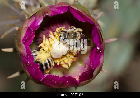 Cactus Bienen, Diadasia sp., in cholla, Cylindropuntia imbricata, Blossom Stockfoto