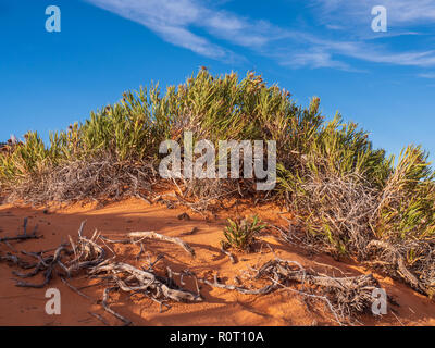 Grobe Mulesears Anlage (Wyethia cabra Attenuata), Coral Pink Sand Dunes State Park Kanab, Utah. Stockfoto