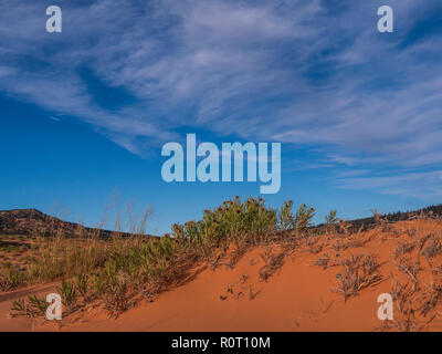 Grobe Mulesears Anlage (Wyethia cabra Attenuata), Coral Pink Sand Dunes State Park Kanab, Utah. Stockfoto