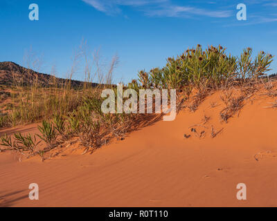 Grobe Mulesears Anlage (Wyethia cabra Attenuata), Coral Pink Sand Dunes State Park Kanab, Utah. Stockfoto