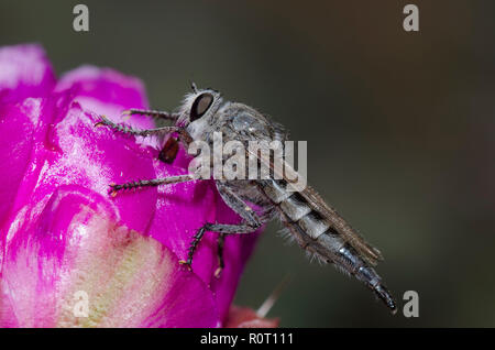 Gigantische Räuber Fliegen, Promachus sp., mit Beute auf cholla, Cylindropuntia imbricata, Blossom Stockfoto