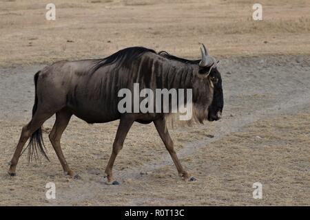 Wandernden Gnus Stockfoto