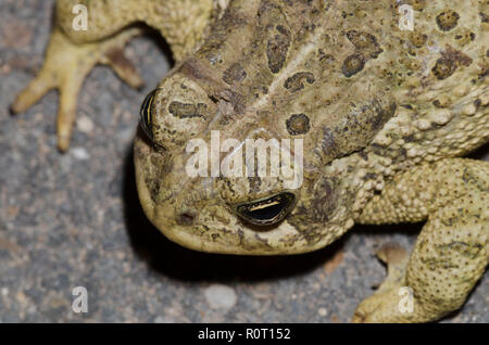 Woodhouse die Kröte, Anaxyrus americanus Stockfoto