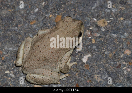 Rot-gepunktete Kröte, Anaxyrus punctatus Stockfoto