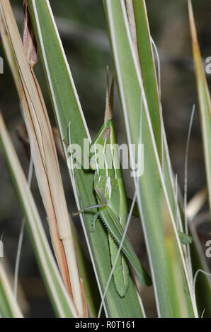 Texas Mermiria, Mermiria texana, getarnt Stockfoto