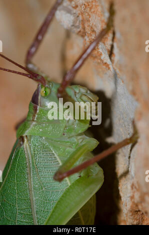 Gemeinsame wahr, Katydid Pterophylla camellifolia Stockfoto