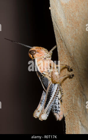 Differential Heuschrecke, Melanoplus differentialis, männliche Nymphe Stockfoto