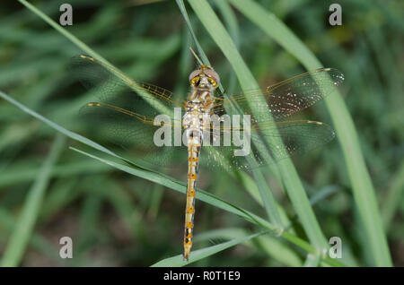 Variegated Meadowhawk, Sympetrum corruptum, teneral männlich Stockfoto