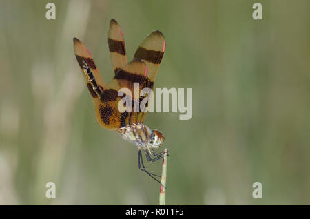 Halloween Wimpel, Celithemis eponina, männlich, oblesking Stockfoto