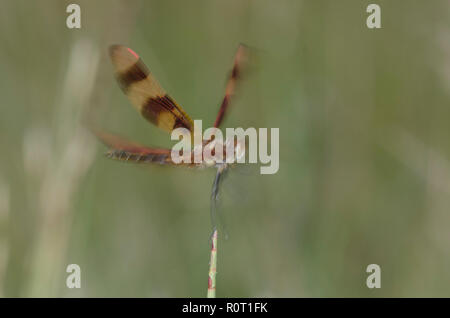 Halloween Wimpel, Celithemis eponina, männlich, im Flug Stockfoto