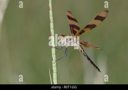 Halloween Wimpel, Celithemis eponina, männlich Stockfoto