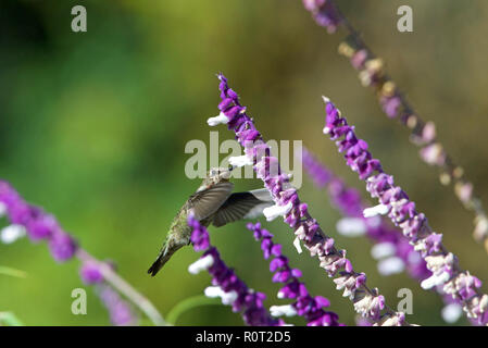 Eine Annas Kolibri im Flug schwebt in Lila mexikanischen Salbei Blüte Sträucher. Die Vögel ernähren sich von Nektar aus Blüten mit einem langen Ausfahrbaren Zunge Stockfoto