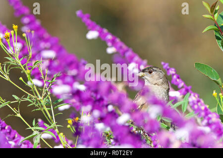 Ein männlicher Yellow-rumped Warbler in Lila mexikanischen Salbei Blüten auf der Suche durch die Blumen für den Betrachter links thront. Stockfoto