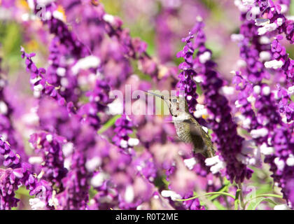 Weibliche Annas Kolibri Nektar trinken von Violett mexikanischen Salbei Blüten. Stockfoto