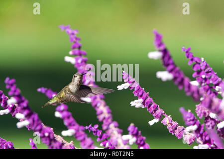 Weibliche Annas Kolibri Nektar trinken von Violett mexikanischen Salbei Blüten. Stockfoto