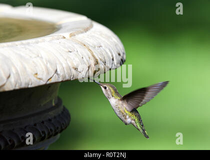 In der Nähe auf einem Anna's Hummingbird trinken aus Wassertröpfchen aus ein Vogelbad, grüne Natur unscharf im Hintergrund. Stockfoto