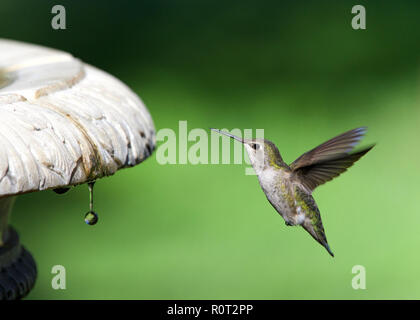 In der Nähe auf einem Anna's Hummingbird schweben in der Nähe ein Vogelbad, Wassertropfen fällt, grüne Natur unscharf im Hintergrund. Stockfoto