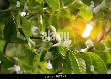 Junge Grüne griechische Nüsse wachsen auf einen Baum mit solar Reflexionen Stockfoto