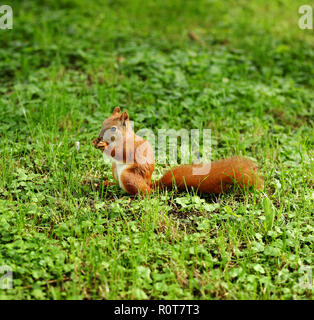 Eine süsse graue Eichhörnchen (Scirius carolinensis) sitzt auf einem Baumstamm Essen einer Mutter. Stockfoto