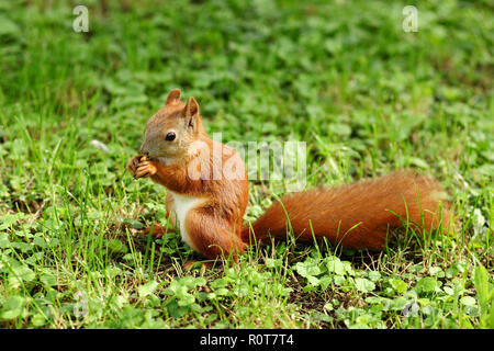 Eine süsse graue Eichhörnchen (Scirius carolinensis) sitzt auf einem Baumstamm Essen einer Mutter. Stockfoto