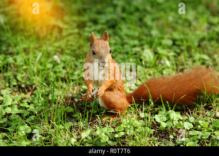 Fuchs Eichhörnchen in einem Vorstädtischen Hof mit einem lustigen und verwirrten Blick Stockfoto