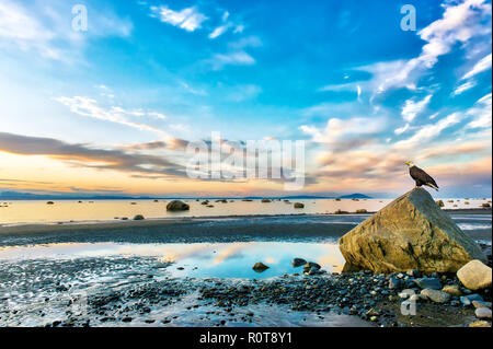 Weißkopfseeadler thront auf einem Felsen am Cook Inlet in Alaska einen wunderschönen Sonnenuntergang Stockfoto