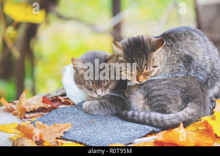 Zwei schlafende Katzen. Katzen in einem Obstgarten im Herbst liegen Stockfoto