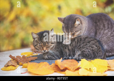 Zwei schlafende Katzen. Katzen in einem Obstgarten im Herbst liegen Stockfoto