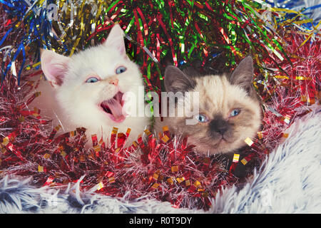 Zwei süße kleine Kätzchen mit Weihnachtsdekoration. Kitten in Serpentin gewickelt Stockfoto