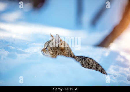 Süße gestreifte Katze wandern in den tiefen Schnee im Winter Orchard Stockfoto