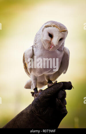 Eine kleine Jugendliche gewöhnliche Barn Eule (Tyto alba) zog sich auf den Handschuh des Trainers und aß. Die Scheuneneule ist fast überall auf der Welt zu finden. Stockfoto