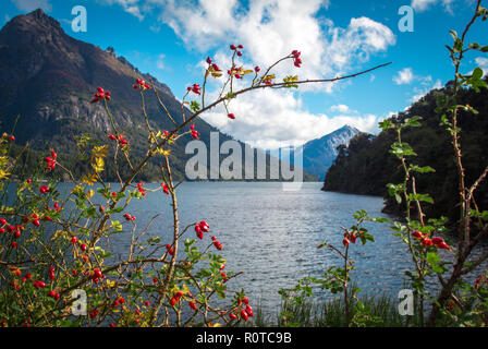 Rote Früchte oder Blumen vor ein ladscape eines lalke und Berge an einem sonnigen Tag in der Nähe von Bariloche, Argentinien, Patagonien Stockfoto