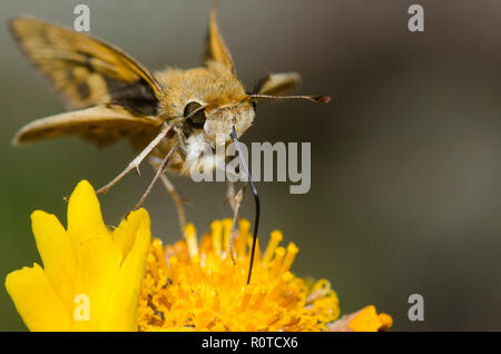 Fiery Skipper, Hylephila phyleus, sondieren Blume für Nektar Stockfoto