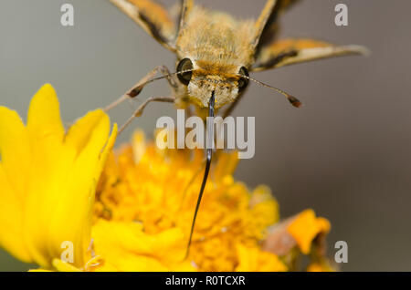 Fiery Skipper, Hylephila phyleus, sondieren Blume für Nektar Stockfoto