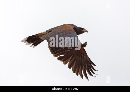 Harris Hawk im Flug isoliert auf weißem Hintergrund Stockfoto