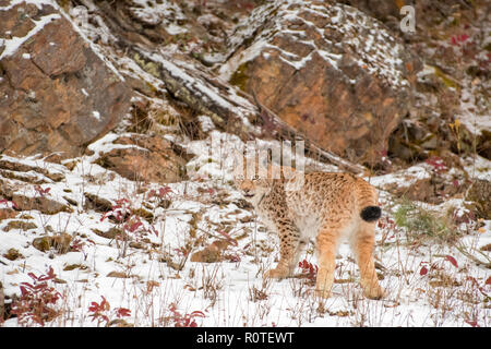 Sibirische Lynx junges Kätzchen im Schnee 2. Stockfoto