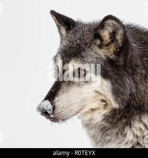 Tundra Wolf isoliert auf weißem Hintergrund Stockfoto