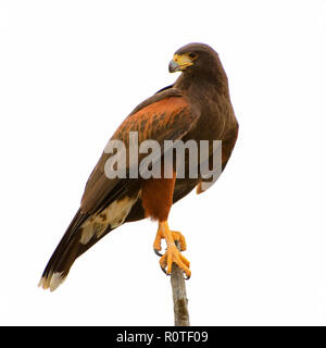 Harris Hawk isoliert auf weißem Hintergrund Stockfoto