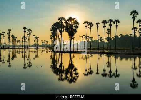 Silhouette von Palmyra Palm oder toddy Palmen und ihre Überlegungen in das Feld während einer frühen schöne Dämmerung Stockfoto