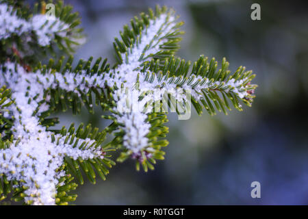 Der Baum im Schnee im Nationalpark von Mont Megantic - Quebec Stockfoto