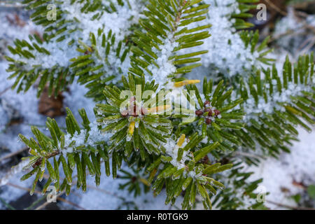 Baum Blätter im Schnee am Mont-megantic Nationalpark in Quebec - Kanada abgedeckt Stockfoto