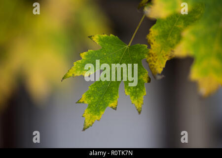 Nahaufnahme eines Maple Leaf Hängen am Baum im späten Herbst Stockfoto