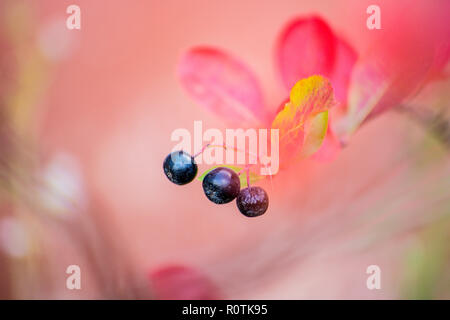 Aronia Melanocarpa - Beeren reif Aronia auf dem Baum Stockfoto