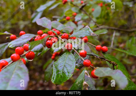 Berry Bush bei Huron Nature Center. Ich habe diese gefunden im Herbst, und erhielt dieses Foto nach einem leichten Regen Sturm. Dies ist ein Bereich mit einem feuchten Sumpf- und Wanderwege Stockfoto
