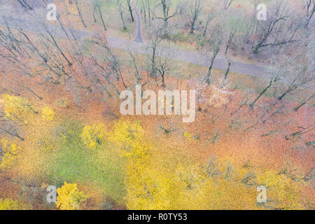 Die hellen und farbenfrohen herbstliche Landschaft mit Bäumen und gefallenen gelb und orange Laub auf dem Boden Stockfoto